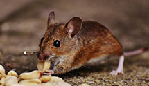24 Hour & Emergency Exterminators in North Englewood, MD